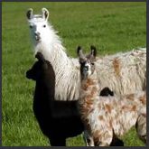 Children's Tour-Llamas